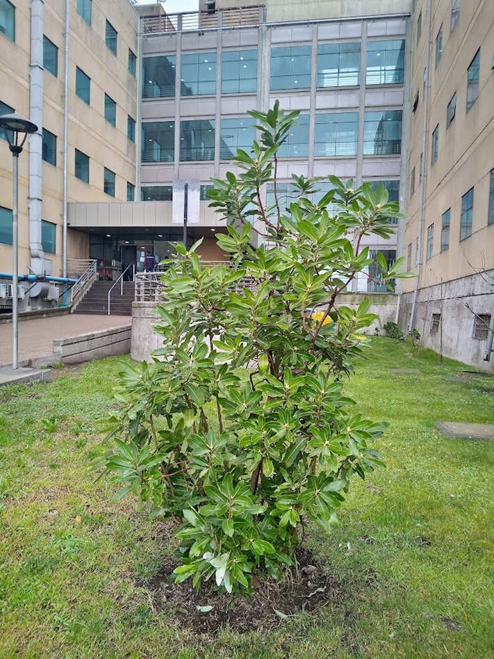 árbol canelo plantado en el hospital
