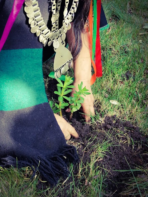 manos de personas plantando un arbol canelo